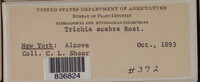 Image Associated With the Occurence